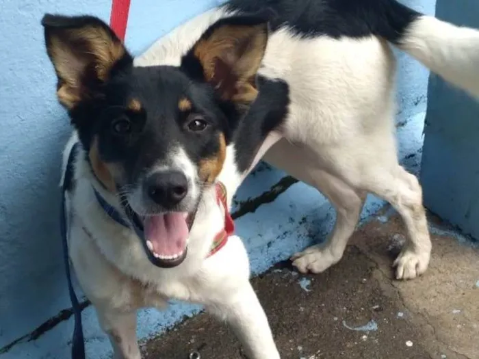 Cachorro raça SRD-ViraLata idade 1 ano nome Bella