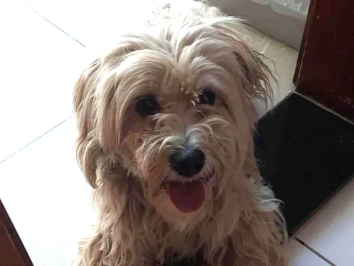 Cachorro raça SRD-ViraLata idade 1 ano nome Amora