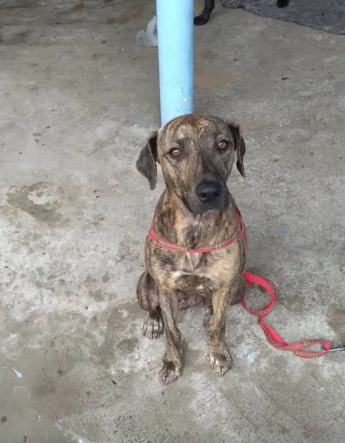 Cachorro raça SRD-ViraLata idade 2 anos nome Olivia.