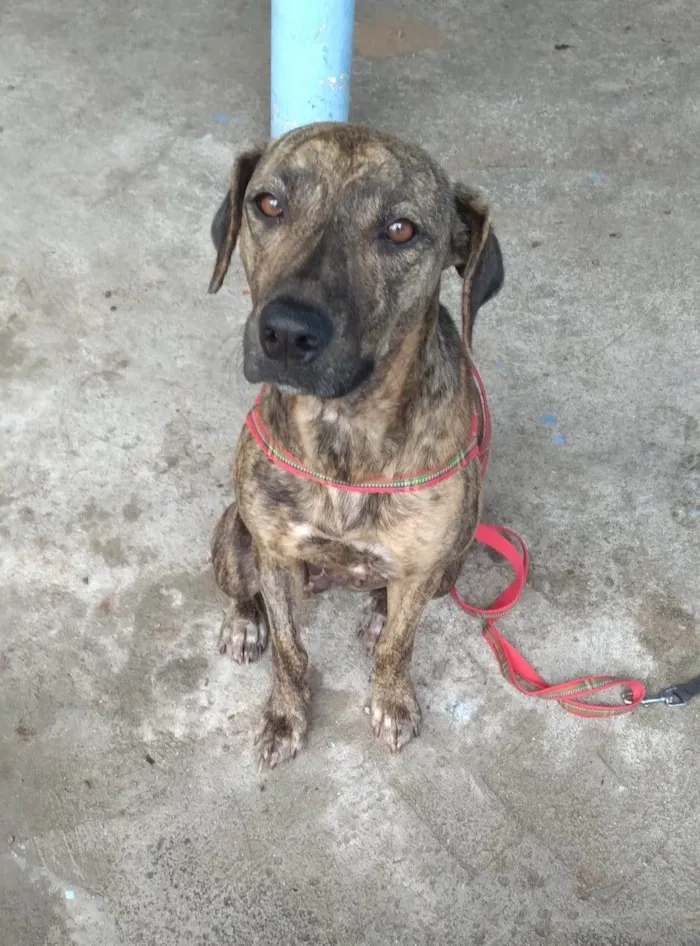 Cachorro raça SRD-ViraLata idade 2 anos nome Olivia.