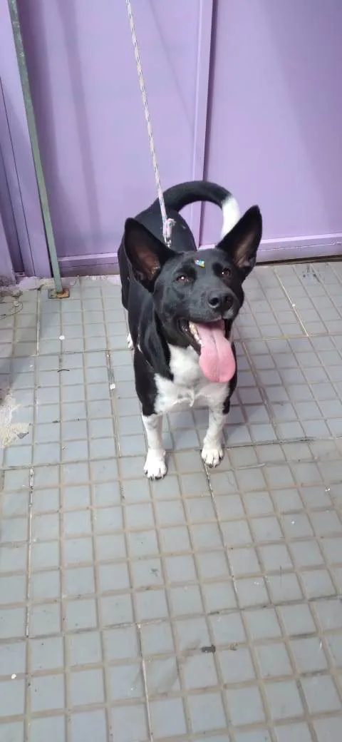 Cachorro raça SRD-ViraLata idade 1 ano nome Dalila