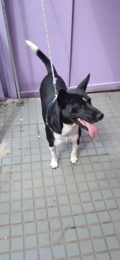 Cachorro raça SRD-ViraLata idade 1 ano nome Dalila