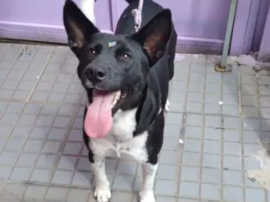 Cachorro raça SRD-ViraLata idade 1 ano nome Dalila