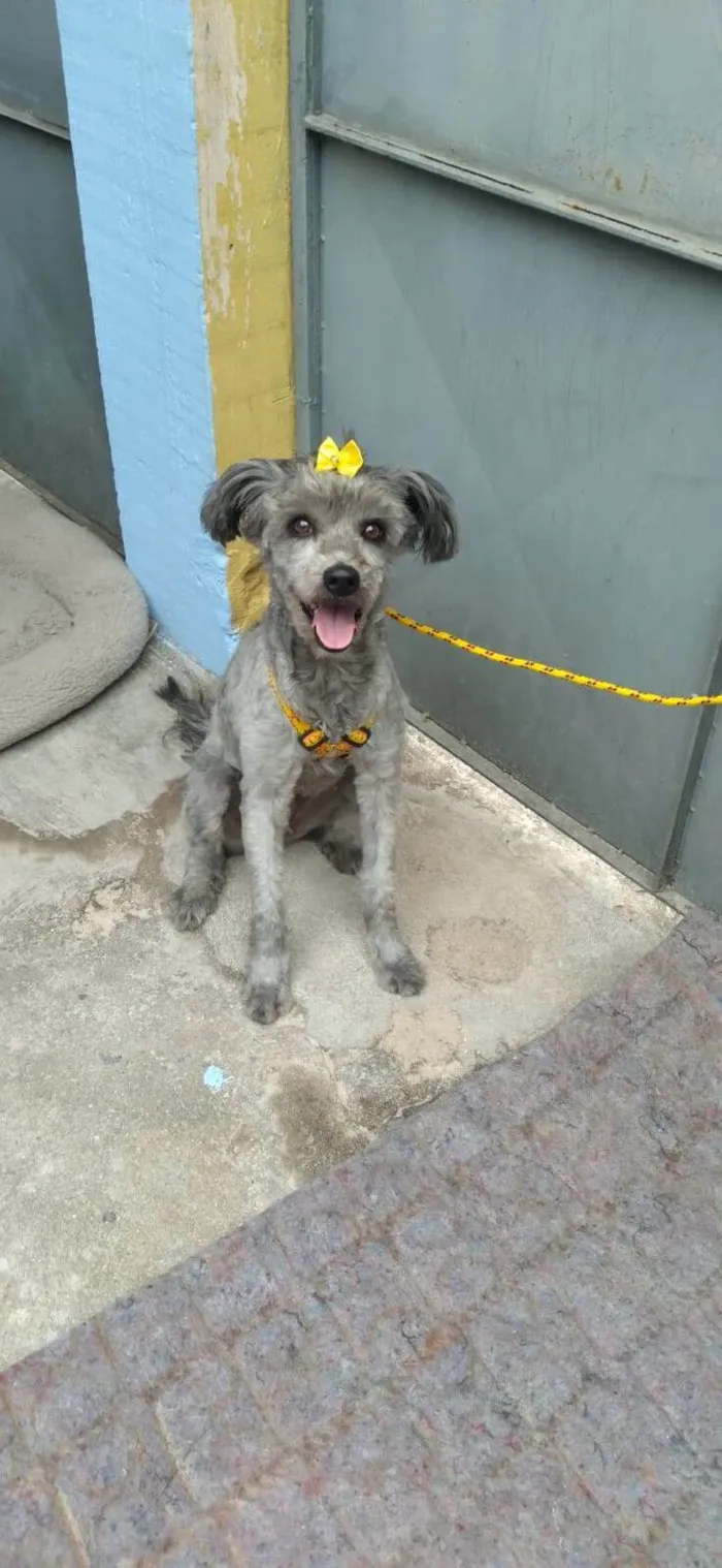 Cachorro raça SRD-ViraLata idade 2 anos nome Clotilde