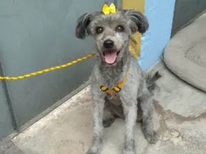 Cachorro raça SRD-ViraLata idade 2 anos nome Clotilde