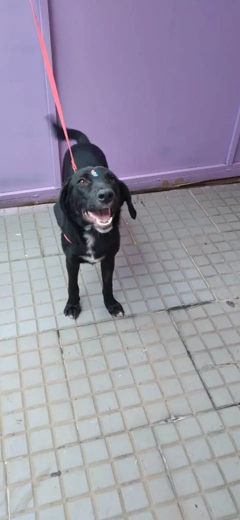 Cachorro raça SRD-ViraLata idade 1 ano nome Bia