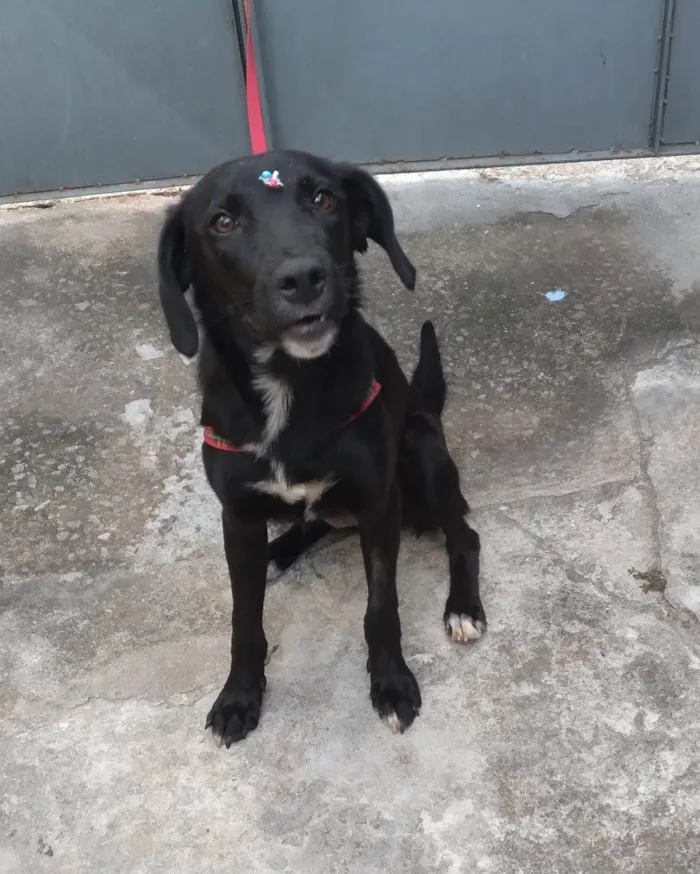 Cachorro raça SRD-ViraLata idade 1 ano nome Bia