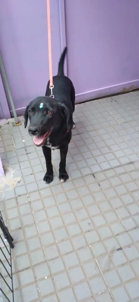 Cachorro raça SRD-ViraLata idade 1 ano nome Bia