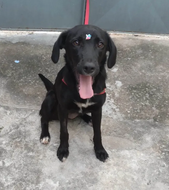 Cachorro raça SRD-ViraLata idade 1 ano nome Bia