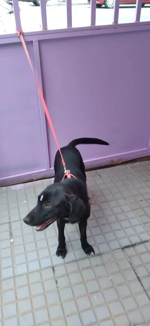 Cachorro raça SRD-ViraLata idade 1 ano nome Bia