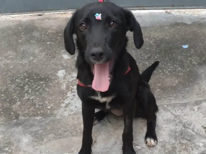 Cachorro raça SRD-ViraLata idade 1 ano nome Bia