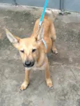 Cachorro raça SRD-ViraLata idade 7 a 11 meses nome Davi