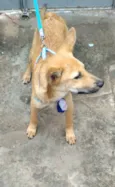 Cachorro raça SRD-ViraLata idade 7 a 11 meses nome Davi