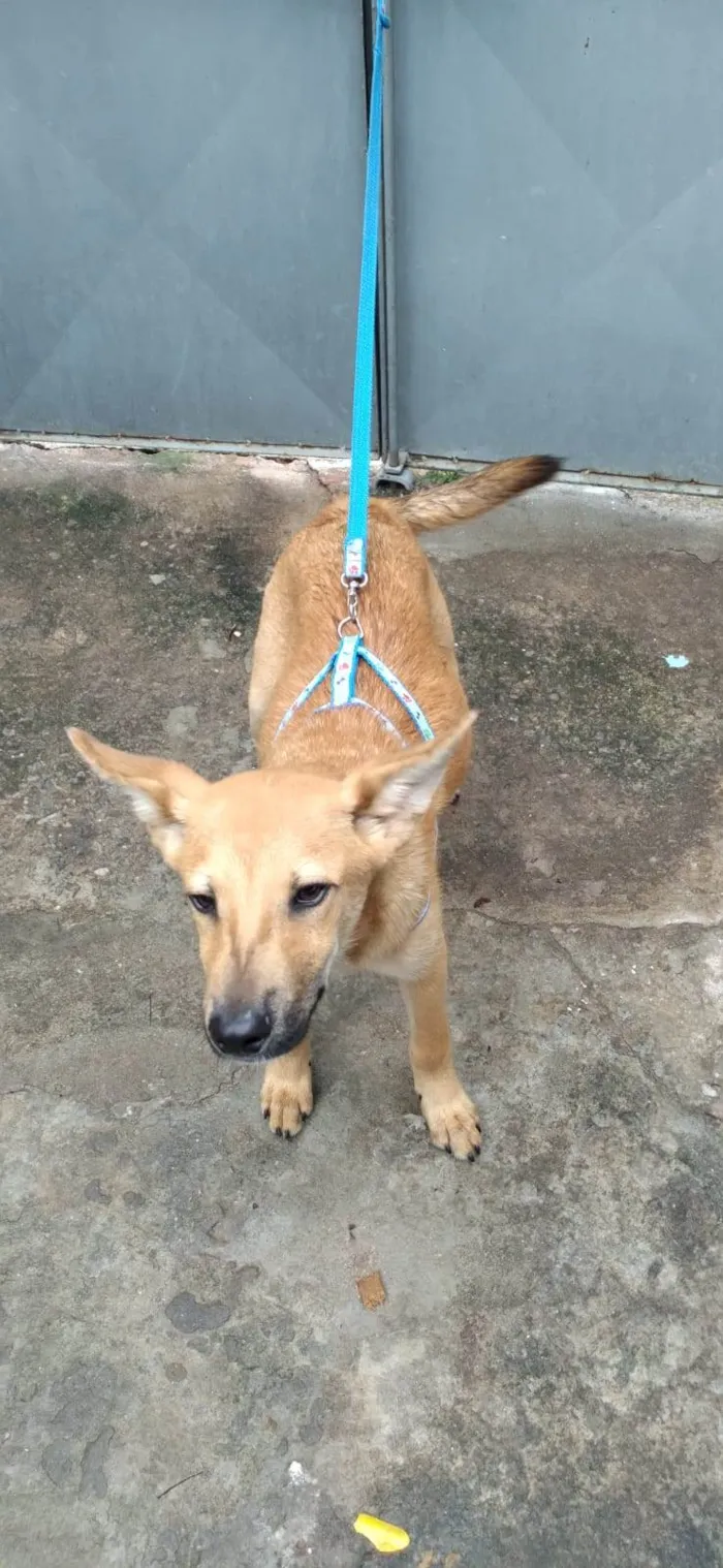 Cachorro raça SRD-ViraLata idade 7 a 11 meses nome Davi