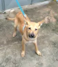 Cachorro raça SRD-ViraLata idade 7 a 11 meses nome Davi