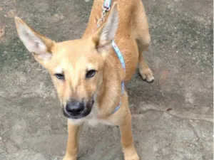 Cachorro raça SRD-ViraLata idade 7 a 11 meses nome Davi