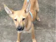 Cachorro raça SRD-ViraLata idade 7 a 11 meses nome Davi