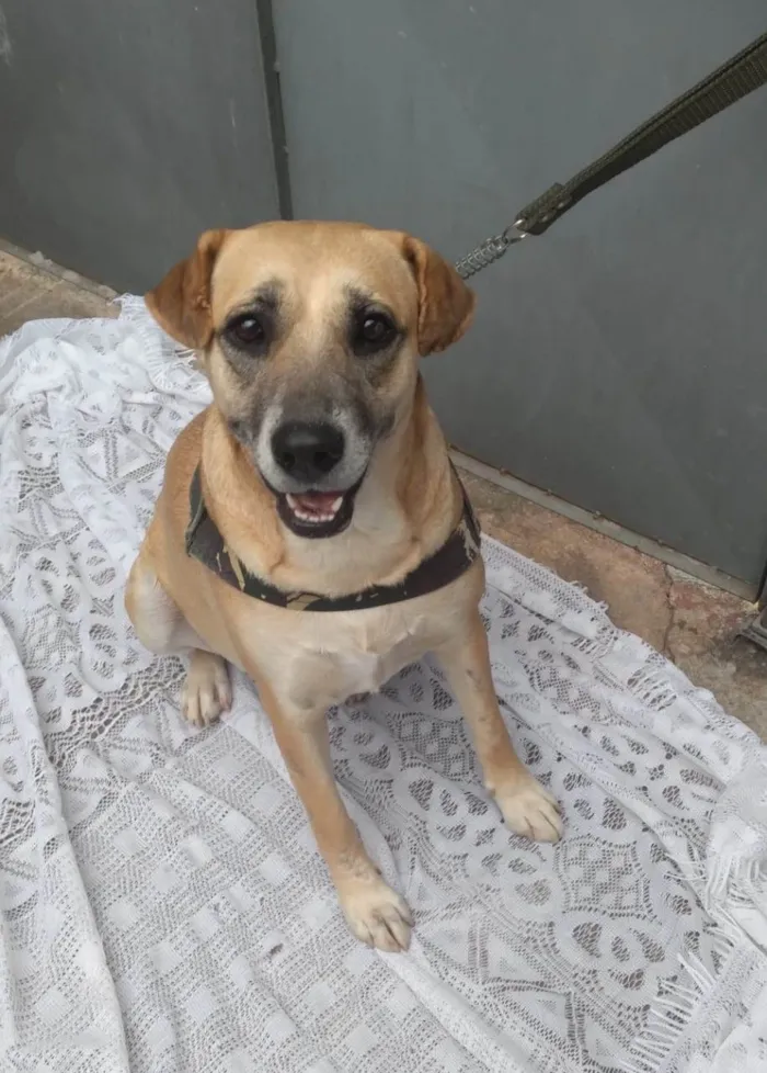 Cachorro raça SRD-ViraLata idade 3 anos nome Amora