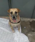 Cachorro raça SRD-ViraLata idade 3 anos nome Amora