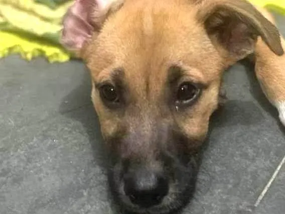Cachorro ra a Srd idade 7 a 11 meses nome Sophia