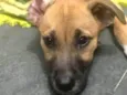 Sophia