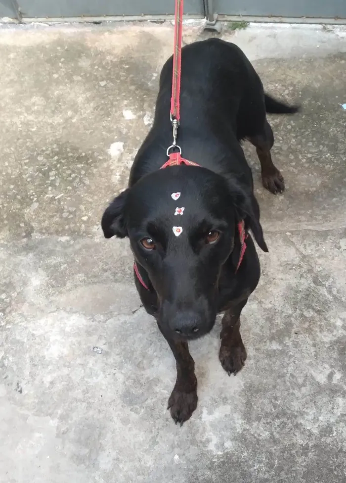 Cachorro raça SRD-ViraLata idade 7 a 11 meses nome Cacau