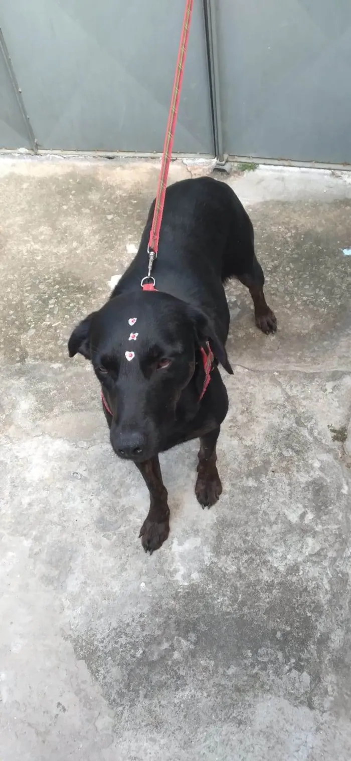 Cachorro raça SRD-ViraLata idade 7 a 11 meses nome Cacau
