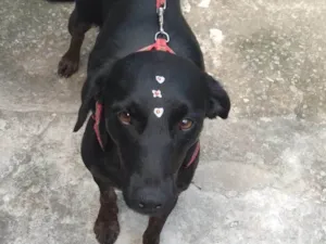 Cachorro raça SRD-ViraLata idade 7 a 11 meses nome Cacau