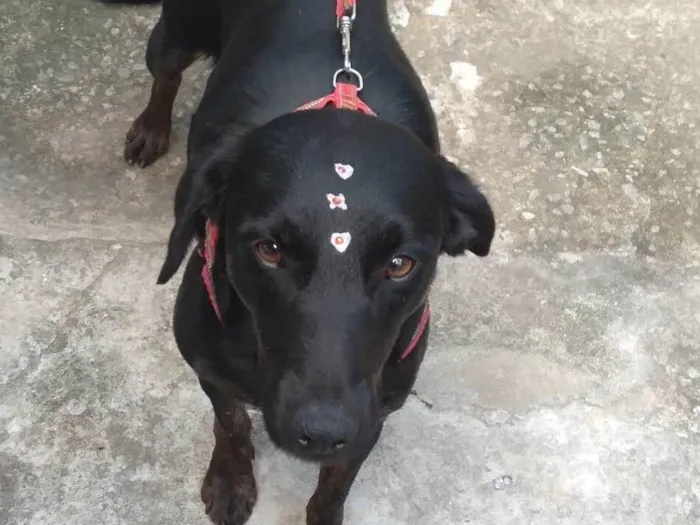 Cachorro raça SRD-ViraLata idade 7 a 11 meses nome Cacau