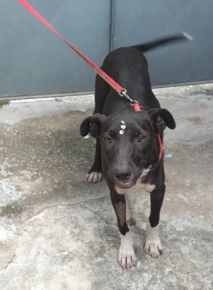 Cachorro ra a SRD-ViraLata idade 1 ano nome Pretinha