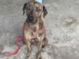Cachorro raça SRD-ViraLata idade 2 anos nome Olivia.