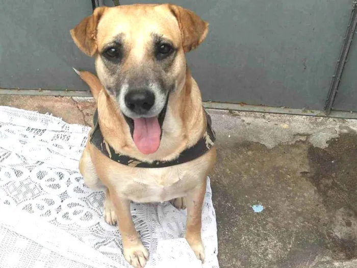 Cachorro raça SRD-ViraLata idade 3 anos nome Amora