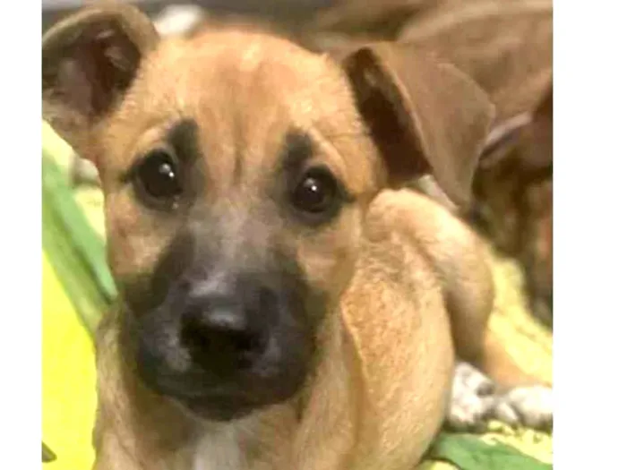 Cachorro ra a Srd idade 7 a 11 meses nome Sophia