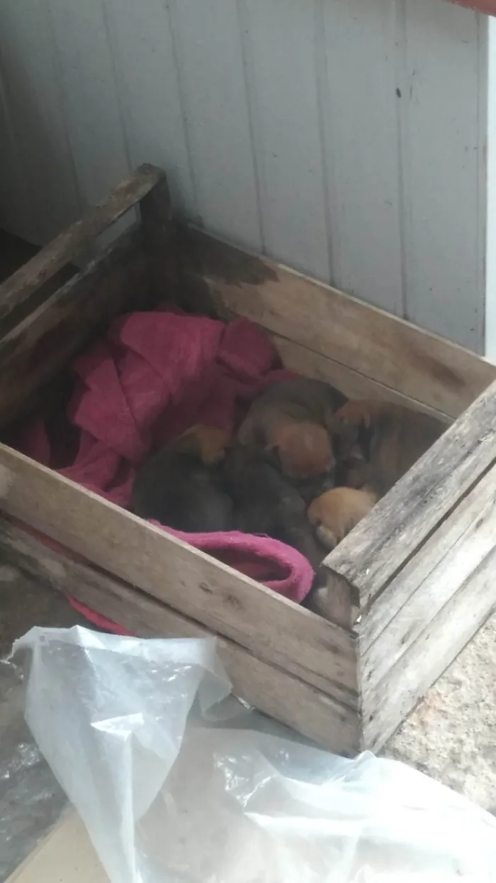 Cachorro ra a SRD-ViraLata idade Abaixo de 2 meses nome Sem nomes 