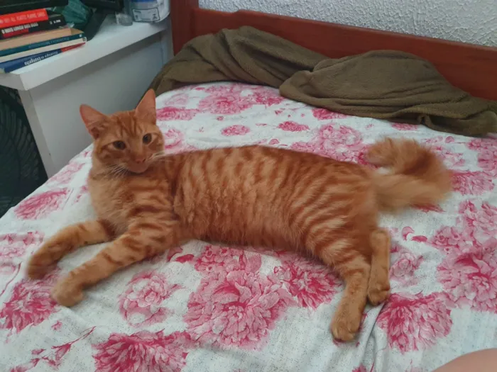Gato raça SRD-ViraLata idade 1 ano nome Frango