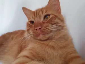 Gato raça SRD-ViraLata idade 1 ano nome Frango