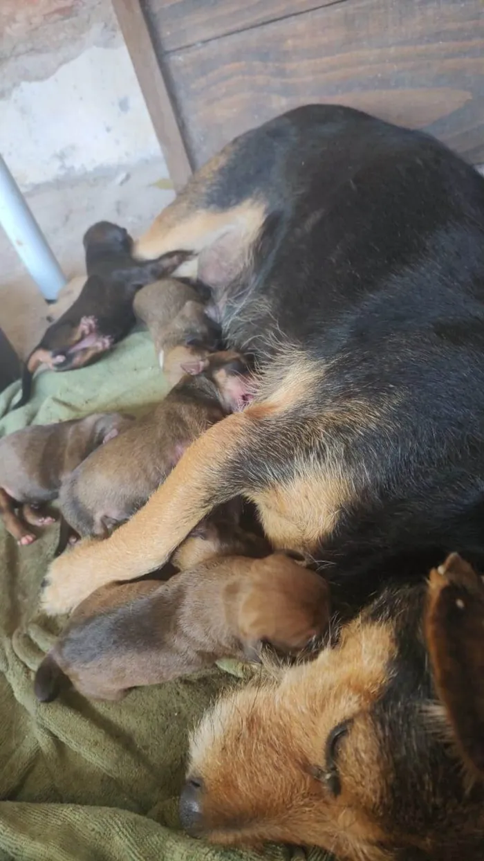 Cachorro ra a  idade Abaixo de 2 meses nome Sem nome