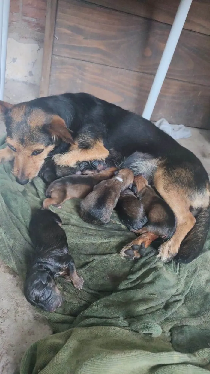 Cachorro ra a  idade Abaixo de 2 meses nome Sem nome