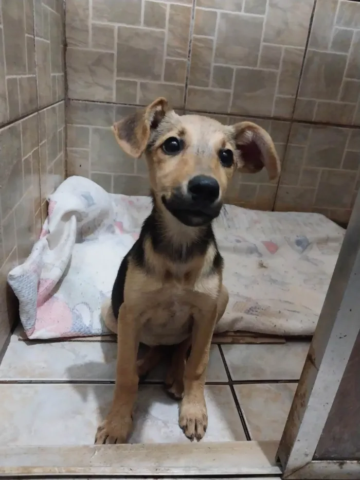 Cachorro raça  idade 7 a 11 meses nome Não tem nome 
