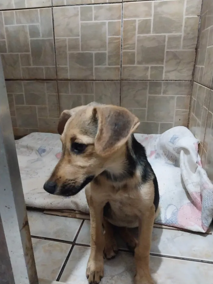 Cachorro raça  idade 7 a 11 meses nome Não tem nome 