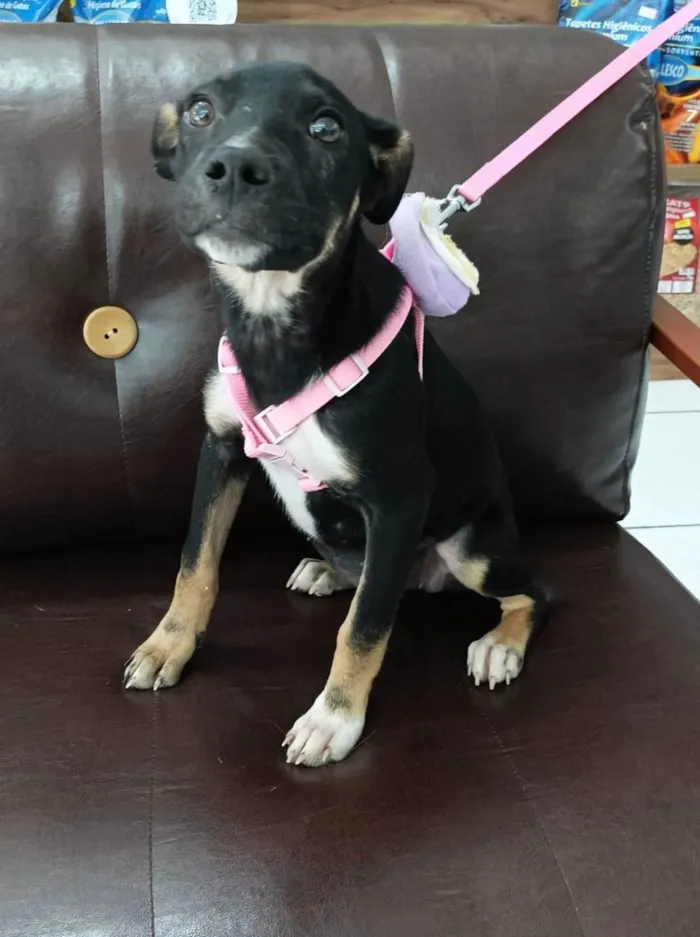 Cachorro raça SRD-ViraLata idade 2 a 6 meses nome Manu