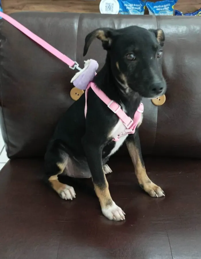 Cachorro raça SRD-ViraLata idade 2 a 6 meses nome Manu