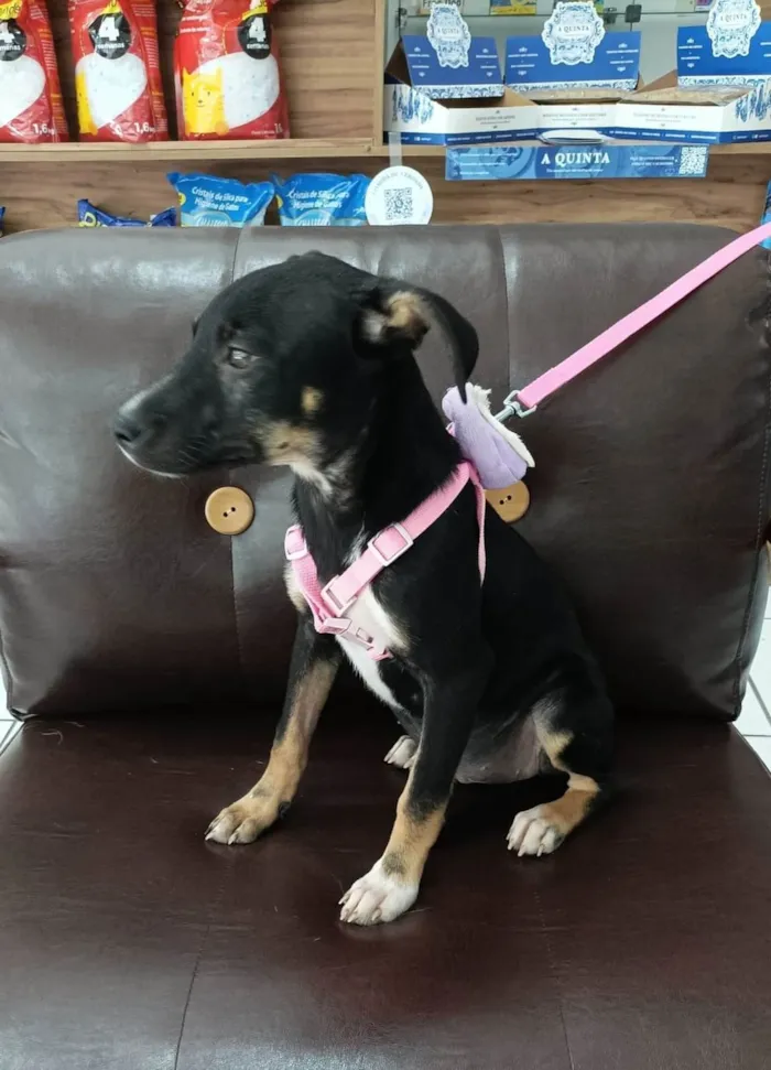 Cachorro raça SRD-ViraLata idade 2 a 6 meses nome Manu