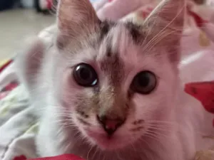 Gato raça  idade 2 anos nome Tokyo
