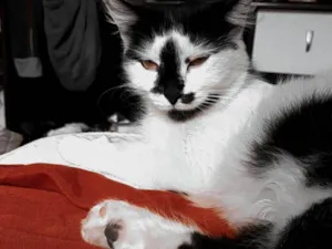Gato raça  idade 2 anos nome Felina