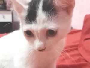 Gato raça  idade 2 a 6 meses nome Sem nome 