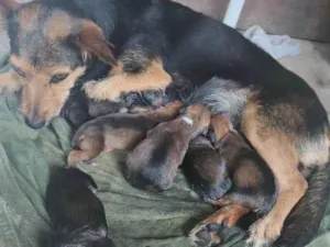 Cachorro raça  idade Abaixo de 2 meses nome Sem nome