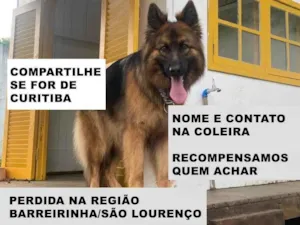 Cachorro raça Pastor Alemão idade 6 ou mais anos nome GRATIFICA - Zara