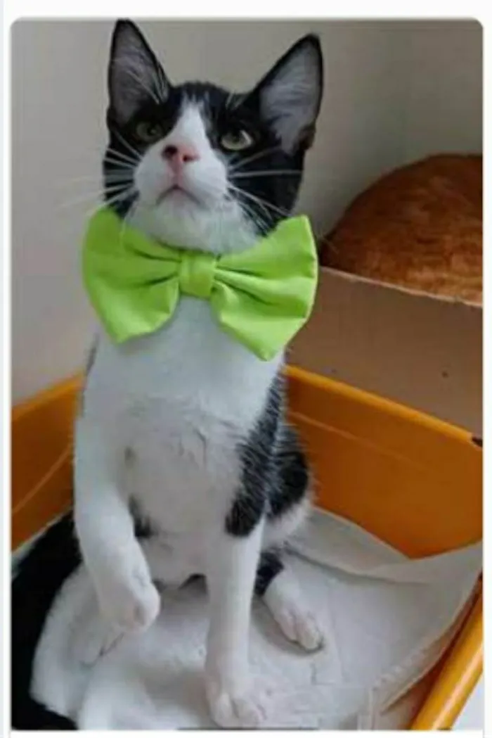 Gato ra a srd frajolinha  idade 2 a 6 meses nome OTTO