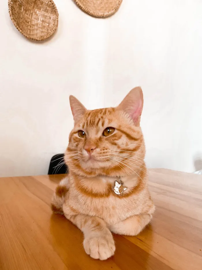Gato ra a SRD idade 1 ano nome Miguel 